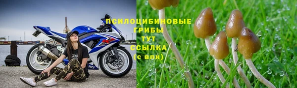 сатива Балахна